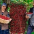 来自大自然的免费红山楂浆果：如何收集和烹饪它们