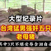 大型《台湾猛男强奸五只老母猪