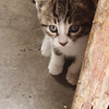 来看看可爱的猫猫吧