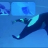 【Steve观世界】虎鲸海豚白鲸分娩瞬间，敬畏生命！