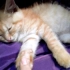 【中华田园猫】趁小喵咪熟睡的时候摸它的小肉垫！