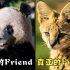 【泛式】花40元进动物园吸薮猫，却对大熊猫彻底幻灭？！