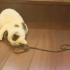 【加菲】猫猫玩毛线球