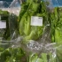 新型蔬菜包装机