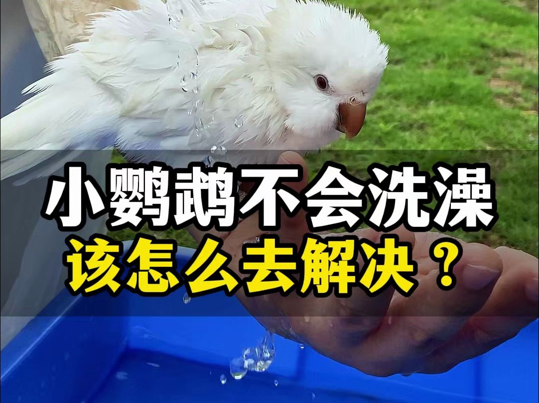 鹦鹉宝宝不肯洗澡怎么办？可以用园长教的这个方法试一下哦。Q