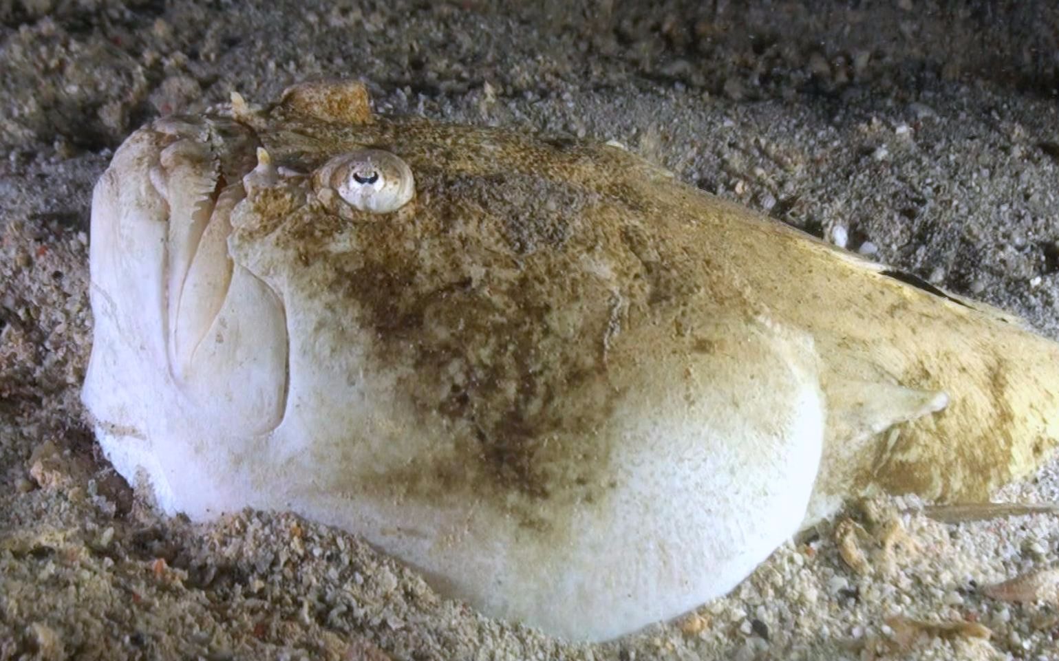 深海恐惧症巨大怪鱼图片