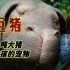 一头大猪6吨重，女孩拿它当宠物，原来大猪是转基因