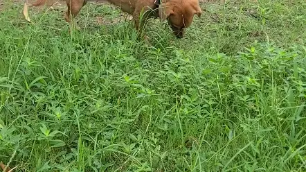 这狗怎么老是吃草啊