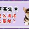 柯基幼犬怎么训练上厕所