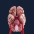 【人体解剖学】：大脑动脉环（Willis环），颅内动脉瘤的好发部位