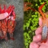 316只小龙虾养了1年，今天全部捞出来，看看能剩下多少只？
