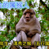 五行金的属猴人