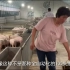 今年投资建设猪圈养猪是对的，其他农产品都在跌价，猪肉价格坚挺