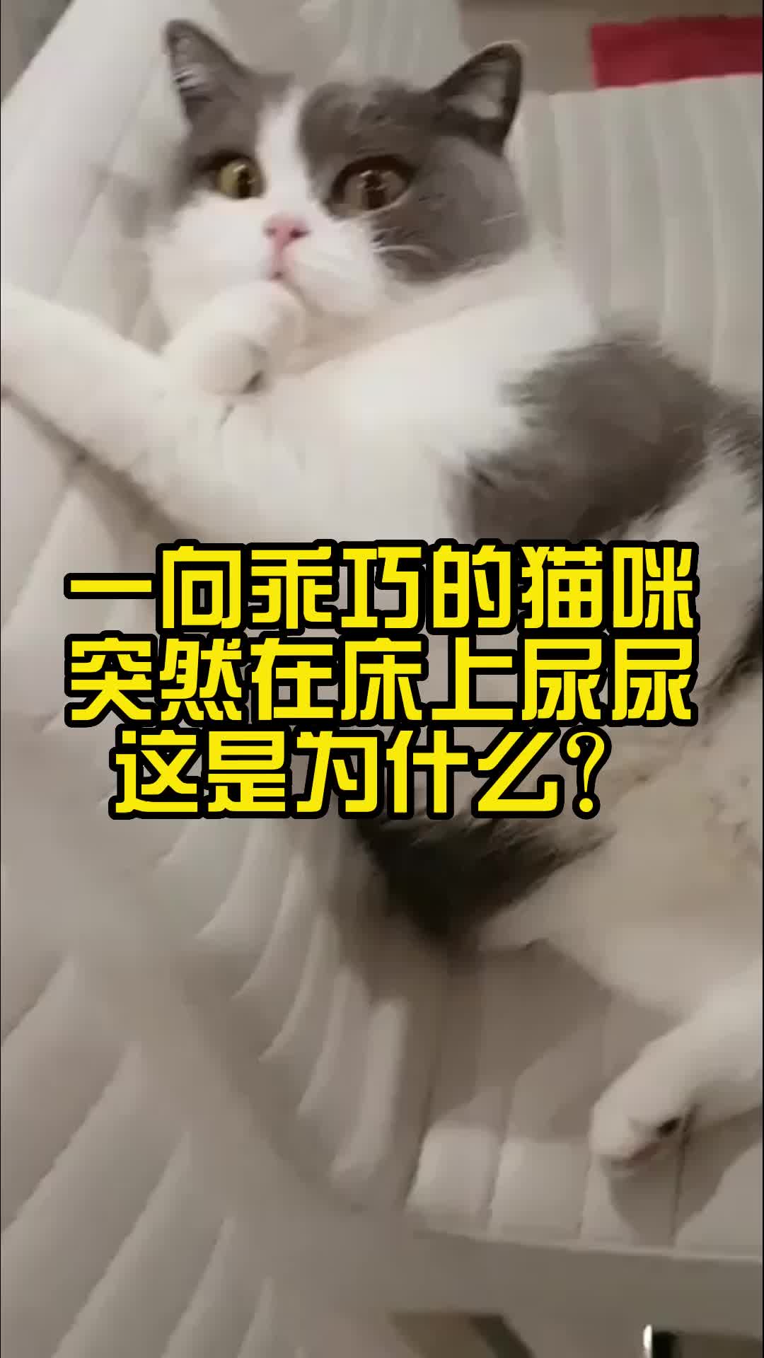 一向乖巧的猫咪突然在床上尿尿，这是为什么？