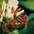 【手机大片】一只蜜蜂的采蜜之路！慢动作+超级微距~这才是最佳组合！