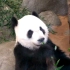 ［旅美］大熊猫乐乐坐拥67亩竹林 吃起来毫不含糊❛˓◞˂̵✧ -2008.09.15