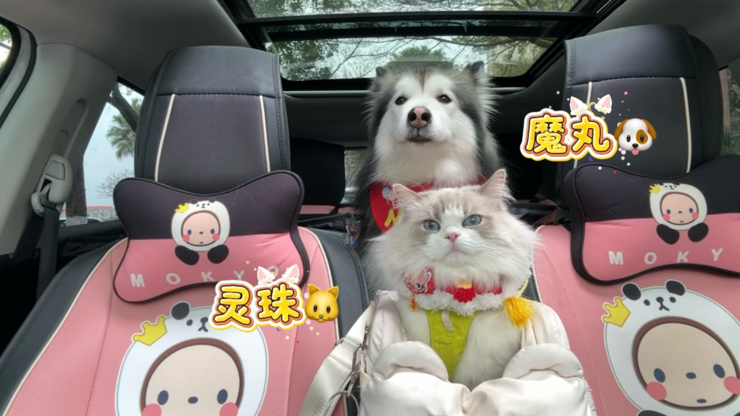哎！好好的灵珠小猫被魔丸狗子带偏了！！