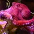 【国家地理 科普101系列】 双语字幕 ‖ 章鱼 Octopuses
