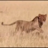 狮子和犀牛的生死对决，速度与耐力的较量