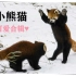 【小熊猫|可爱混剪】九 节 狼