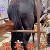 有好骒马就会找好公马配种，放在他家三天配三次，还为母马修了蹄