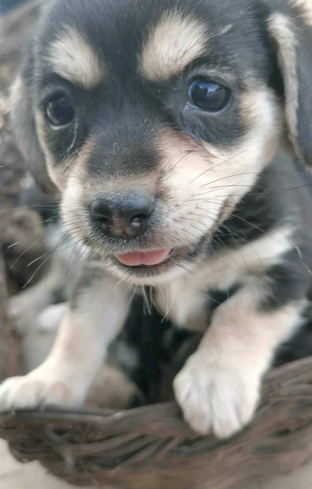 中华田园犬就是最可爱的!土狗小奶狗太可爱了