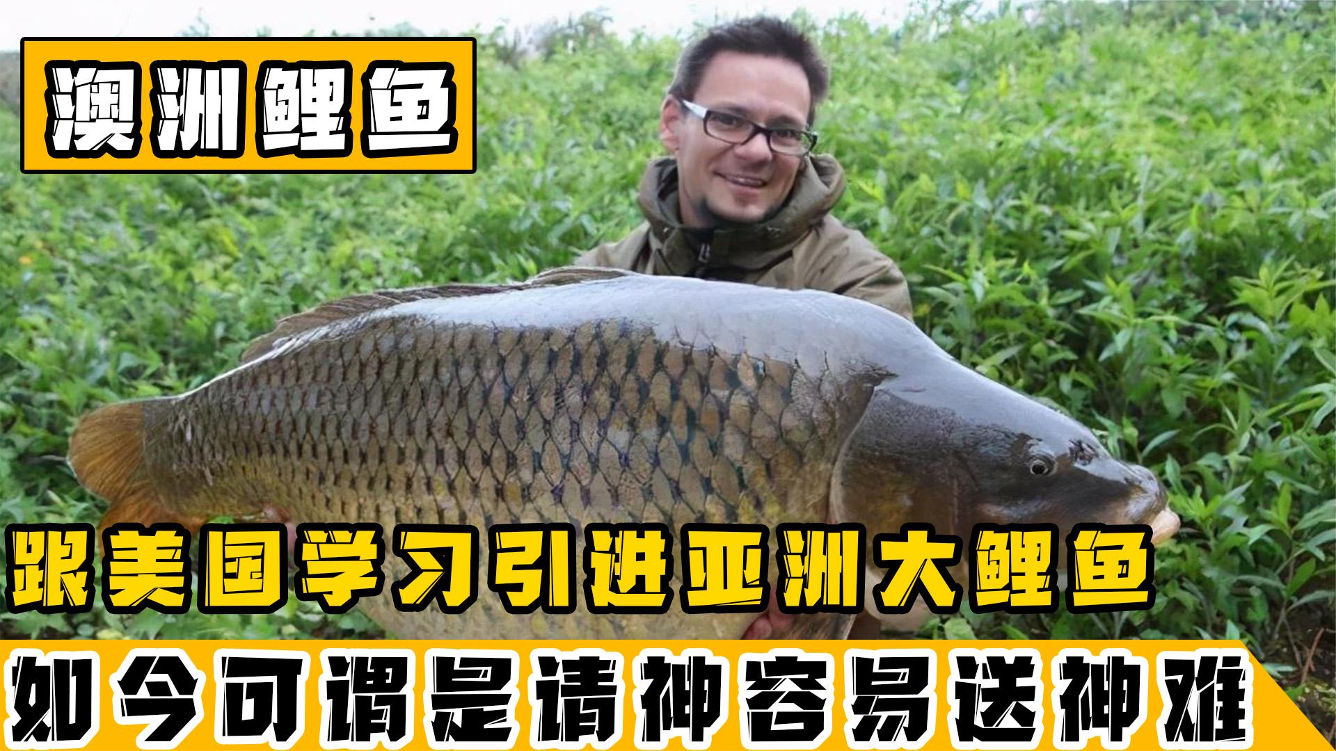 澳大利亚遭受鲤鱼入侵！发悬赏投病毒全民动员，为何他们这么头疼