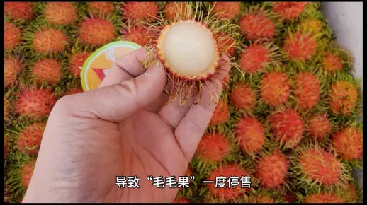 再也买不到毛毛果了