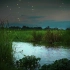 沼泽夜间声音 - 青蛙、蟋蟀、森林自然声音、夜间宁静的湖泊声音 | ASMR