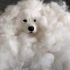 不产羊毛的萨摩耶不是一只好的北极熊【mochamilk】
