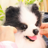 它陪我度过了最难的时光，现在我只能用回忆陪伴它#狗狗 #再见了我的狗狗 #萌宠出道计划 #宠物纪念 #是宠物更是家人 #狗狗离世 #宠物定制 #仿真宠物 #卡豆