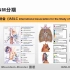 2.肺癌淋巴结分区-胸部肿瘤影像系列1