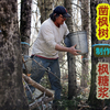 加拿大枫糖浆生猛制作工艺，机器凿穿枫树取汁熬制糖浆