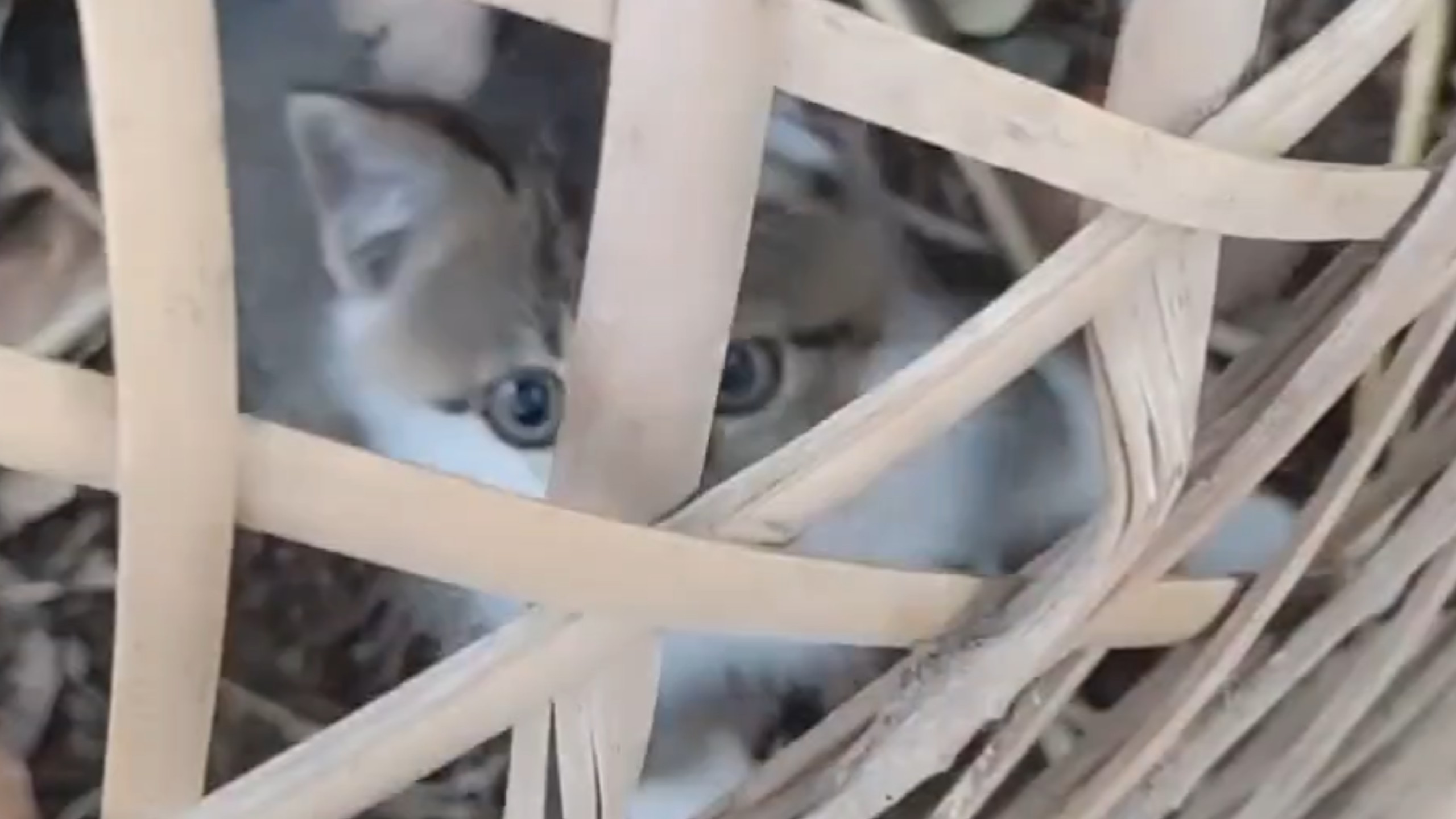 我妈买回来的小猫咪