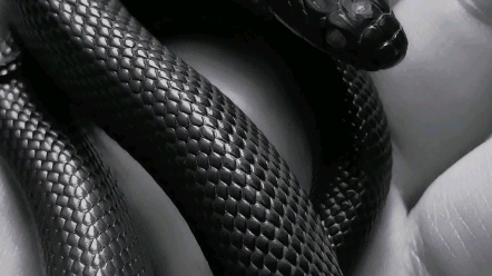 【墨西哥黑王蛇】柳墨日常  乖的像个玩具