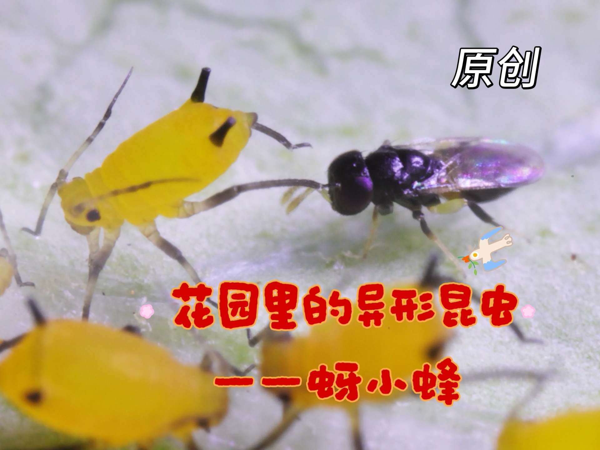 [原创]花园里的异形—蚜小蜂