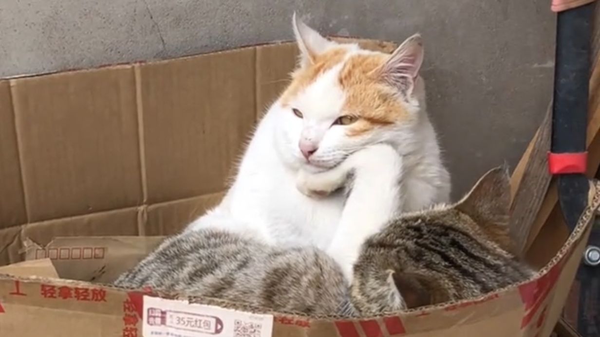 《真没礼猫》