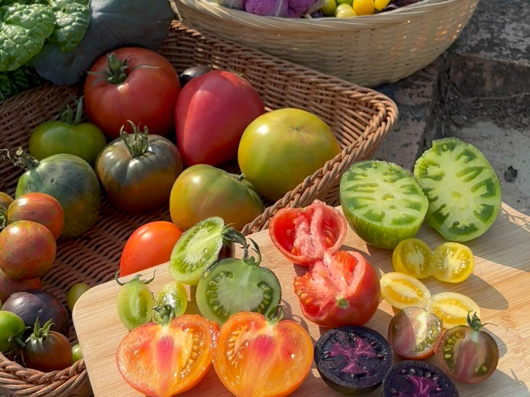 种过不下百种番茄，哪些好吃好种？哪些我秋播会重新播种？