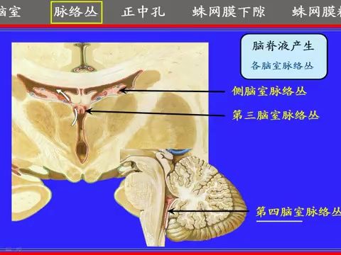 厦门医学院《人体解剖学》教学视频课174集--173.脑脊液循环