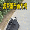 养边牧的必要条件：预判她的预判