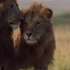 好兄弟，你不是一个人在战斗！[英文字幕] Lion Trapped by Clan of Hyenas | BBC Ea