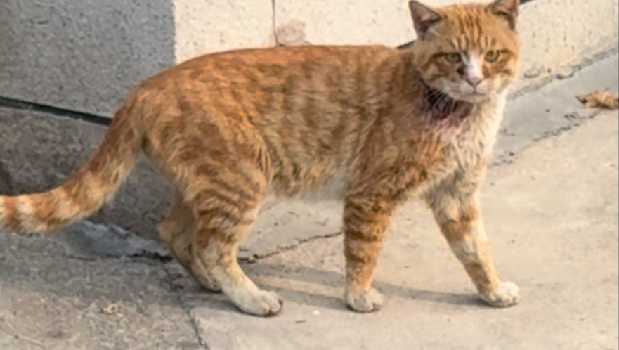 脖子上一个洞的猫