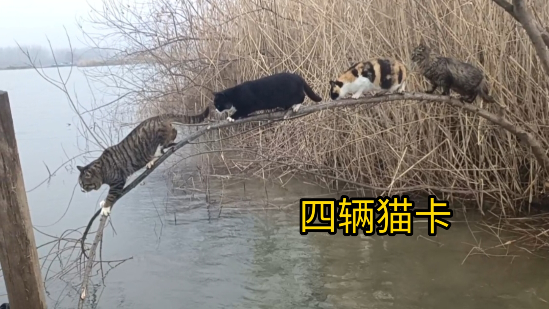 树质量真好，承受四辆猫咪重卡