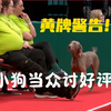 不好好比赛，脑子里尽是狗情是故！2025年Crufts大型新手ABC敏捷赛魏玛犬