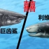 巨齿鲨vs利维坦鲸