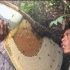 柬埔寨村民采集巨型蜜蜂的蜂巢