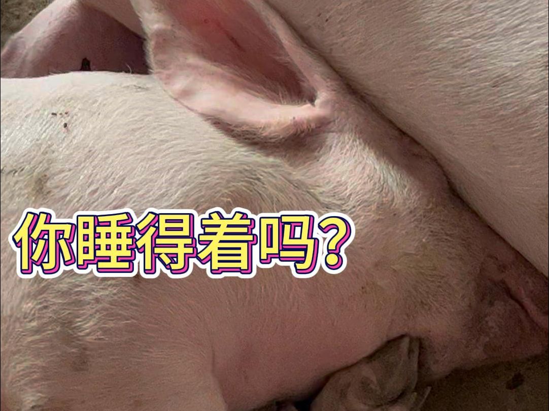 猪丨你睡得着吗？