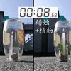 【录像】复刻 普利斯特莱 光合作用实验（玻璃钟罩
