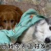金毛对哈士奇和主人的差别太大了，对二哈绝对是暖男，对女主太高冷