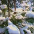 风景视频素材分享——雪景（无水印可自取）